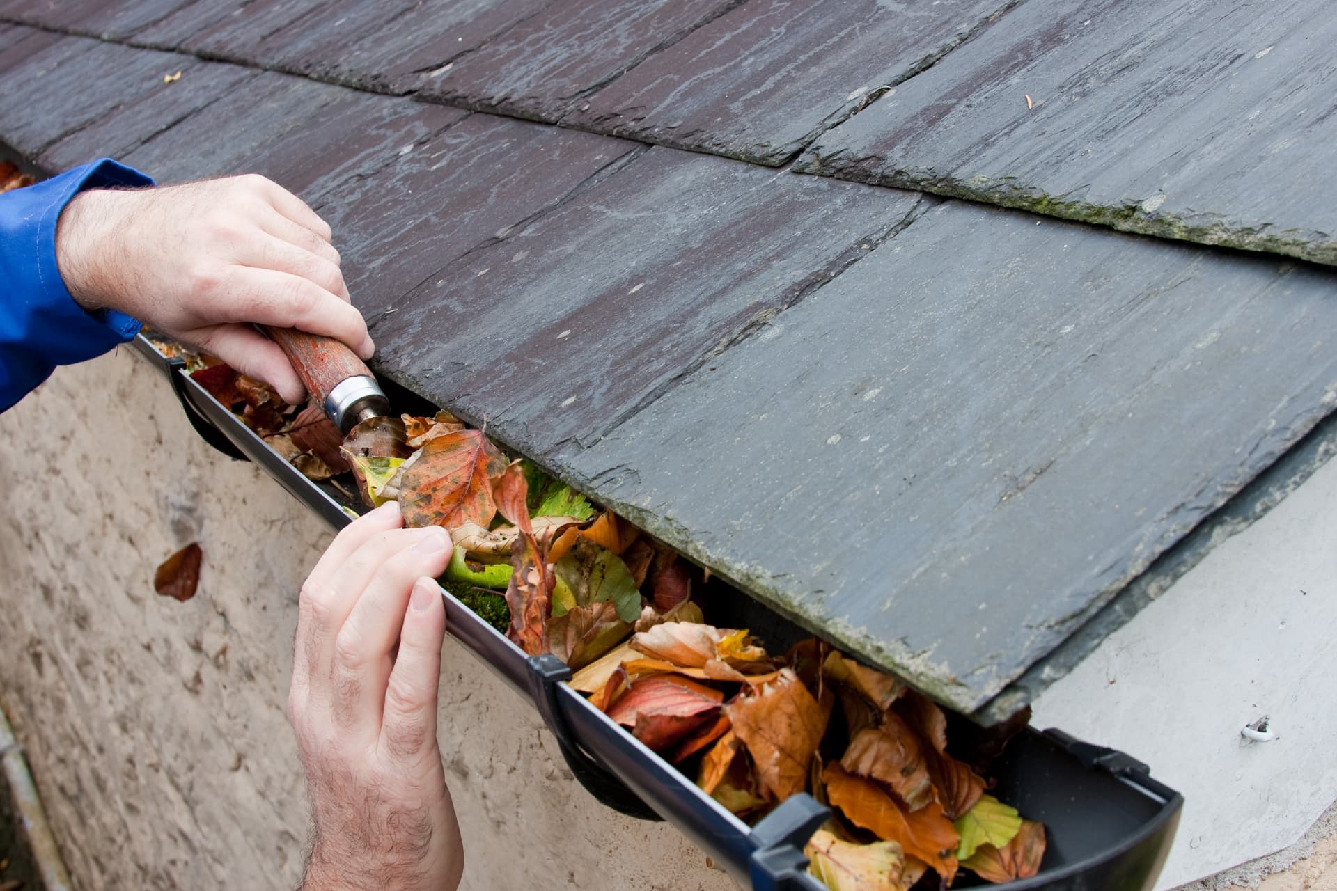 Scooping packed autumn leaves out of a gutter along a slate roof edge